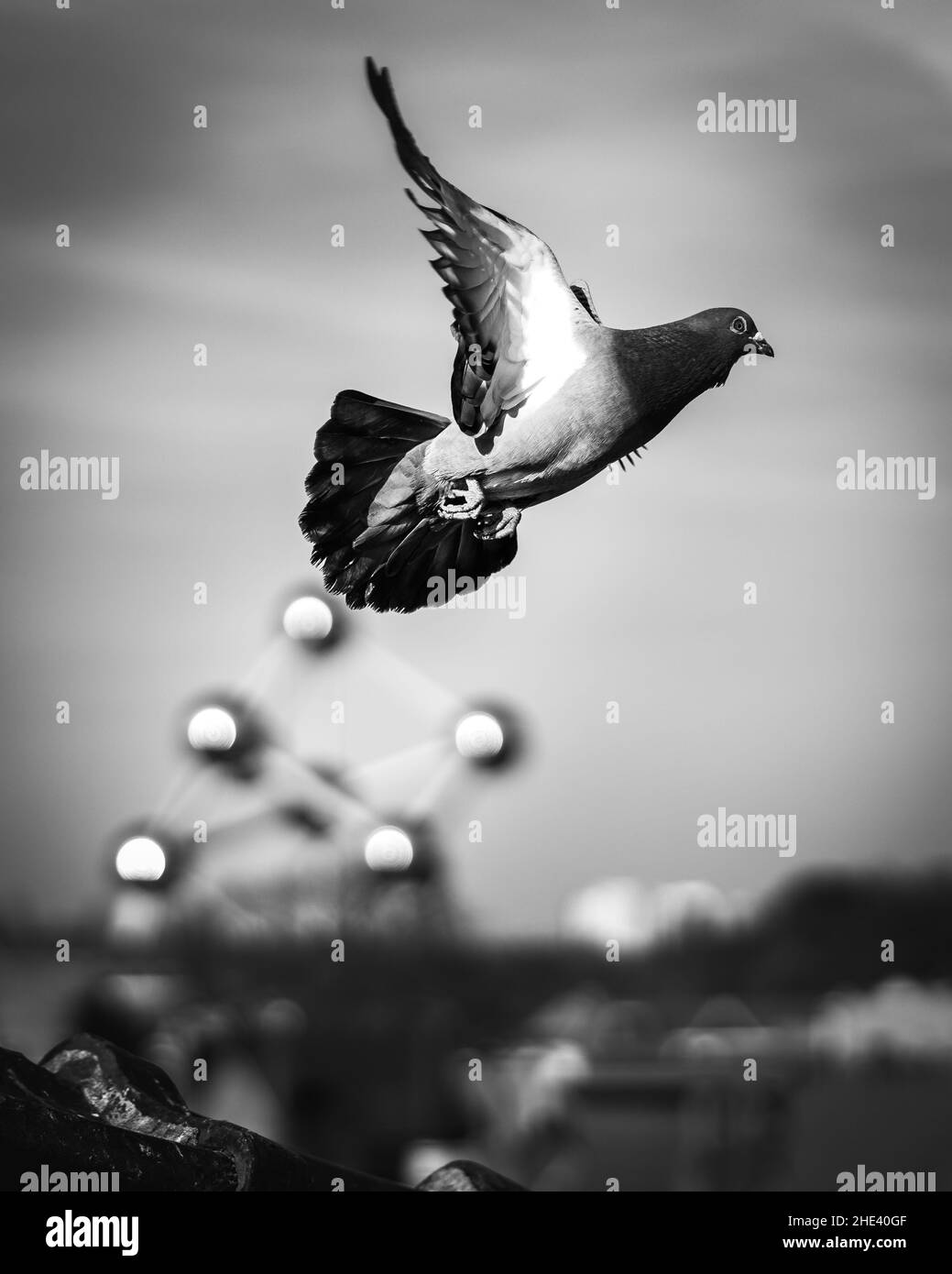 Colpo bianco e nero di un piccione che vola da un tetto. L'attrazione di costruzione Atomium a Bruxelles sullo sfondo. Splendida vista sulla natura. Foto Stock