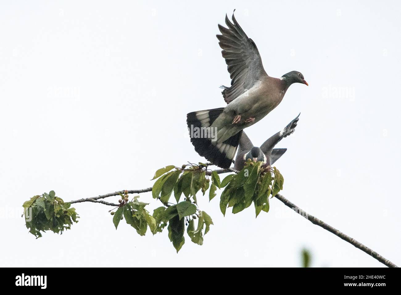 Piccione di legno comune (Columba Palumbus), coppia. Foto Stock