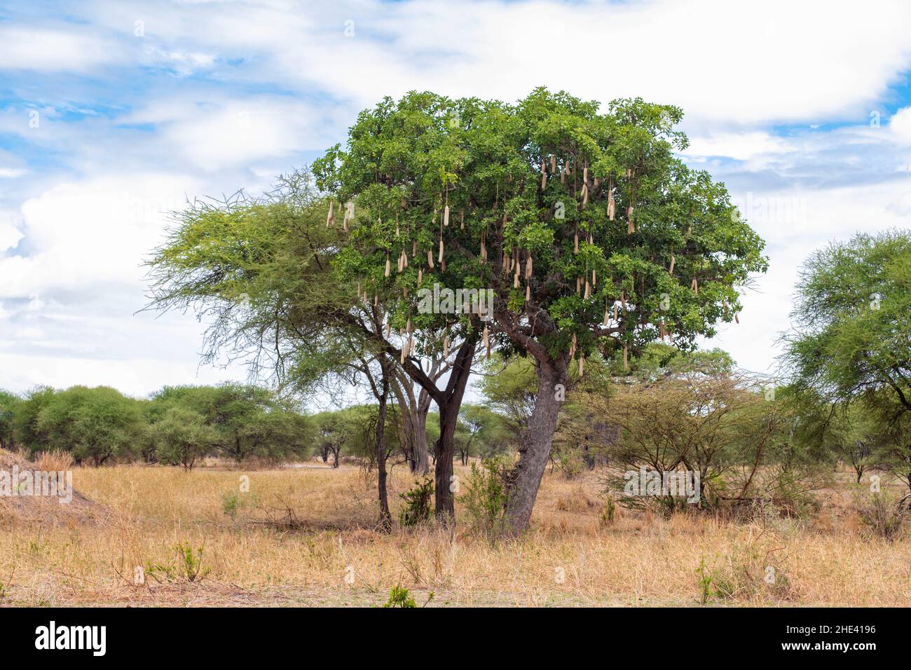 Albero di salsiccia Kigelia crescere in Africa in savana nel Parco Nazionale Tarangire in Tanzania Foto Stock