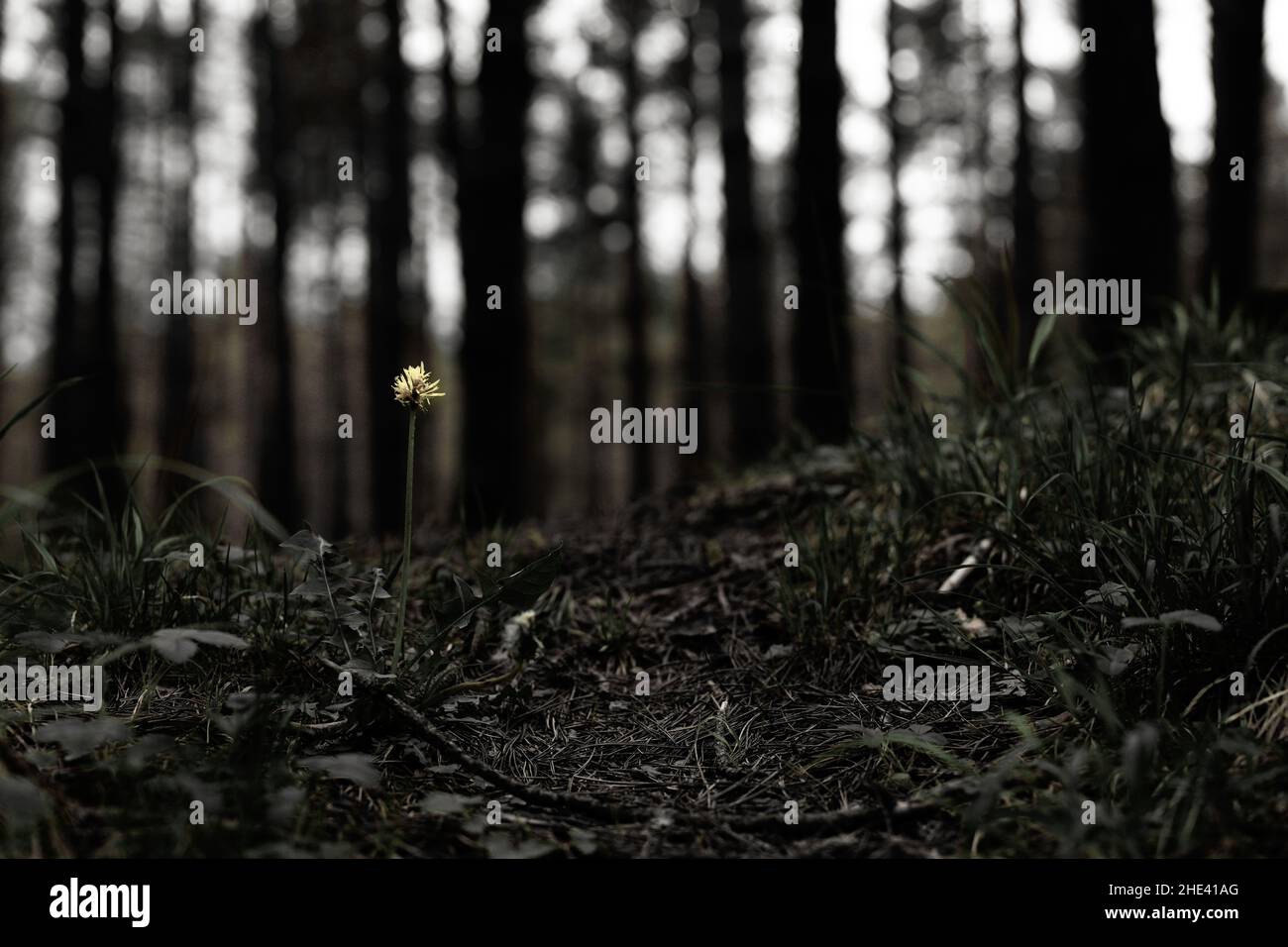 Un singolo dente di leone in una foresta scura. Colori scuri nella foresta. Alti alberi sullo sfondo. . Foto di alta qualità Foto Stock