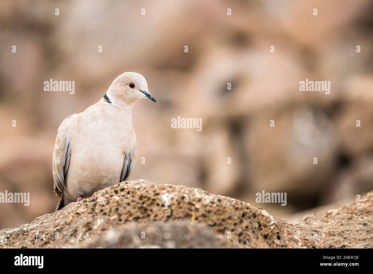 Colava eurasiatica (Streptopelia decaotto) su una roccia. Foto Stock
