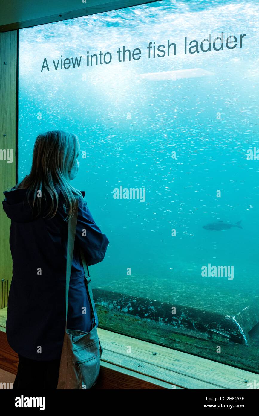 Il turista esplora una scala di pesce attraverso una finestra subacquea trasparente; il centro visitatori Bonneville Lock & Dam; il fiume Columbia sul Washington & Orego Foto Stock