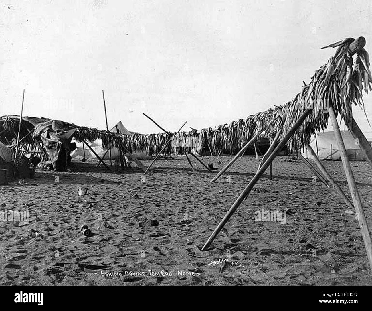 File di tom cod asciugando su scaffali alla spiaggia, Nome, Alaska, tra il 1902 e il 1912 (al+CA 2389). Foto Stock