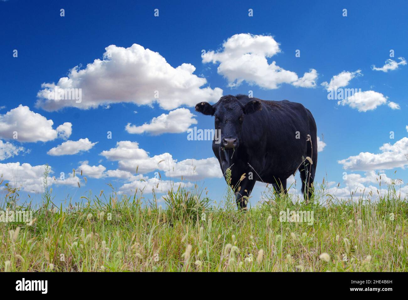 Bel colpo di una mucca nera in un pascolo con erba Foto Stock