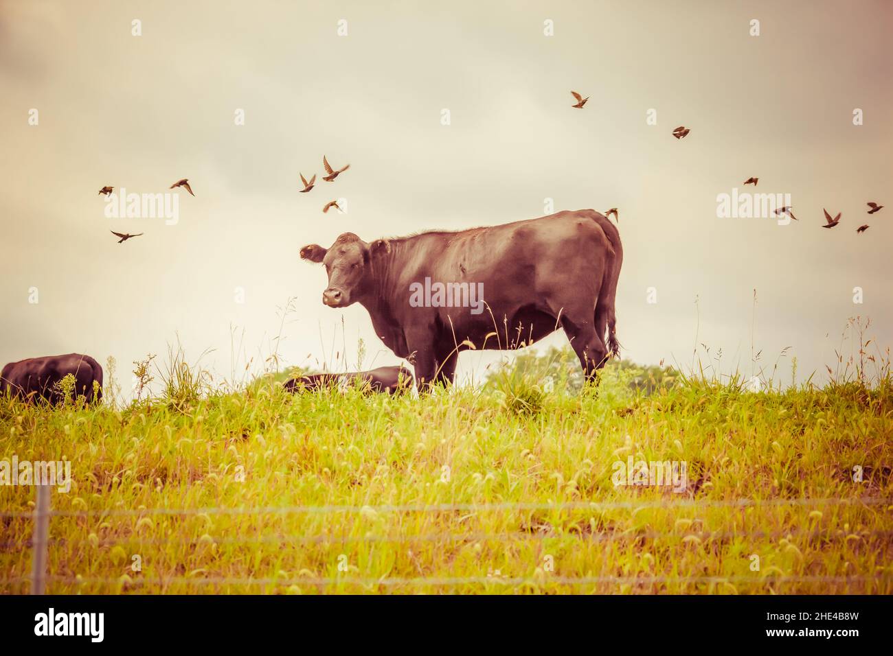 Bellissimo scatto di una mucca nera in un pascolo con uccelli erba aspetto vintage Foto Stock