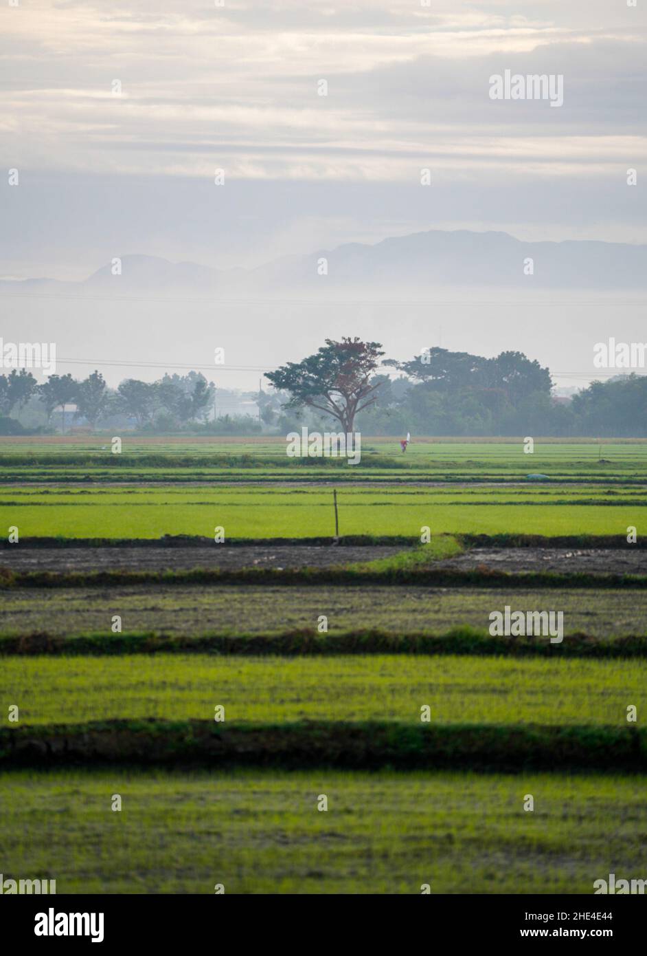 Colpo verticale di colture di riso sotto la luce del sole nella campagna Foto Stock