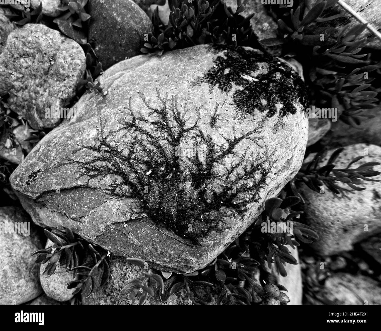 Opere d'arte naturali, realizzate da licheni su una roccia, che assomiglia a dendriti o bonsai. Foto Stock