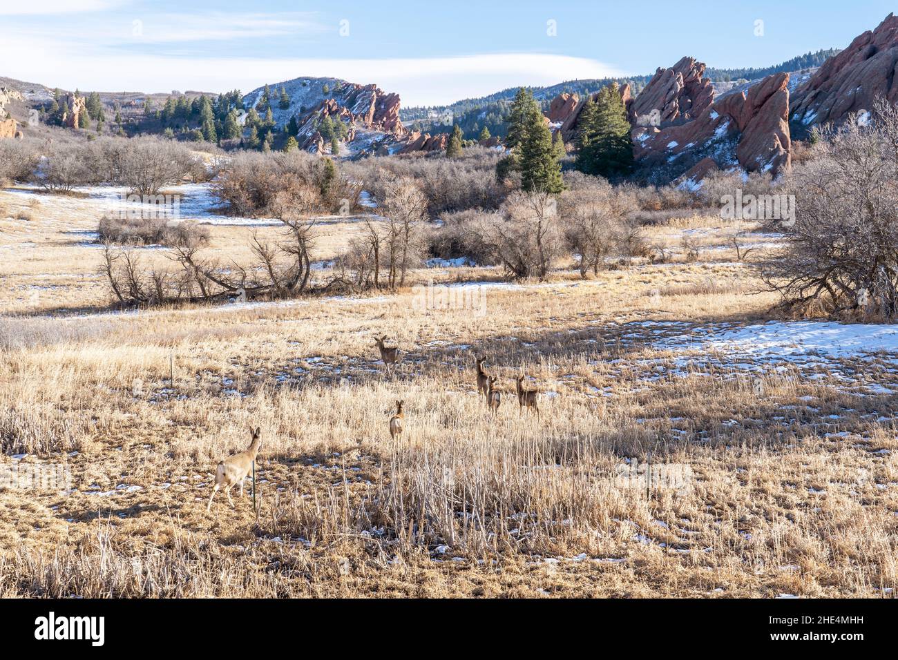 Il gregge di Mule Deer nel campo Foto Stock