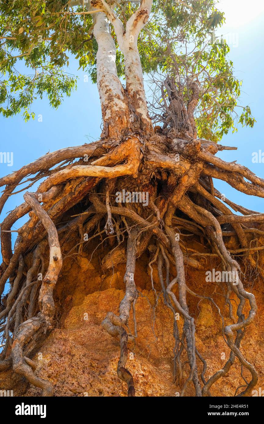 Radici dell'albero sul bordo della scogliera, erosione Foto Stock