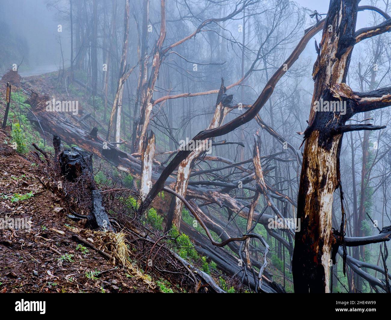 Primo piano di tronchi di alberi bruciati e rotti in una foresta bruciata in una giornata di nebbia Foto Stock