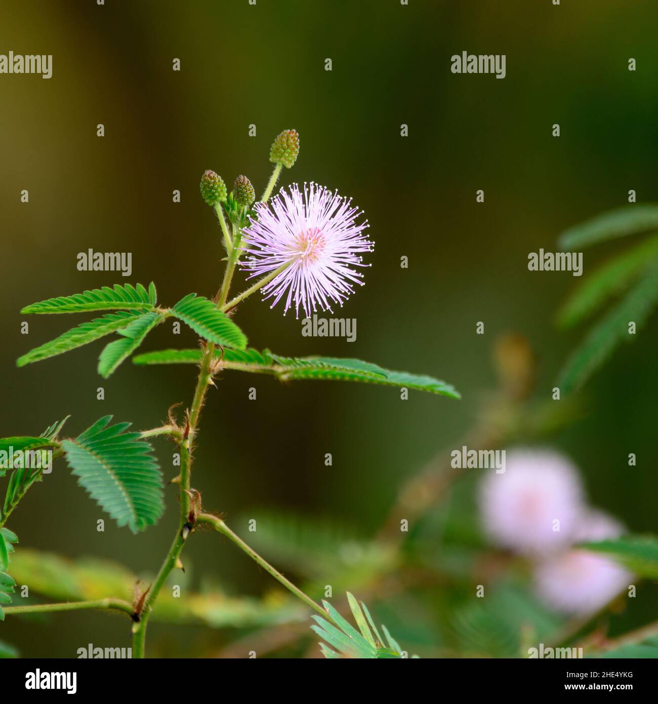 fiore di mimosa pudica pianta, anche conosciuta come assonnata o erba dormiente, sensibile, pianta timida, closeup di una piccola fioritura soffice di erbacce erbose prickly Foto Stock