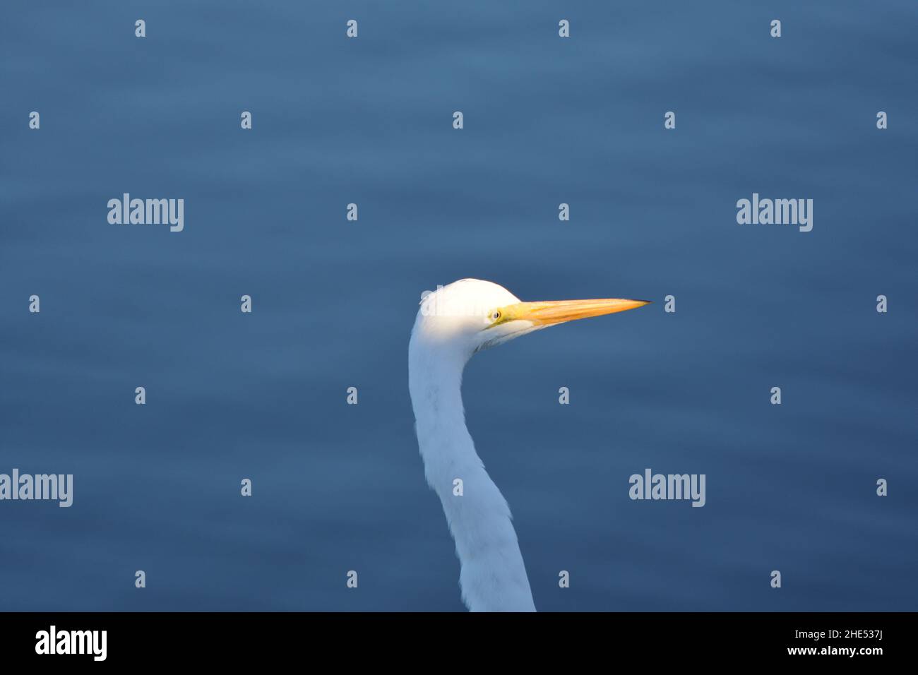 Un grande Egret Bill illuminato dalla luce del mattino Foto Stock