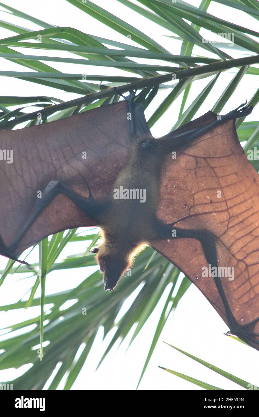 Volpe volante indiano - Pteropus medius Foto Stock