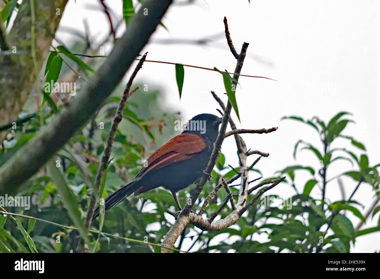 Il Couchal maggiore alias Centropus sinensis Foto Stock