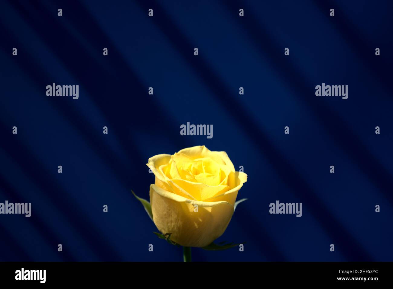 Oro naturale giallo rosa fiore con bella fantasia luce solare centro composizione contro goccia ombra finestra su parete blu scuro astratto trama. Foto Stock