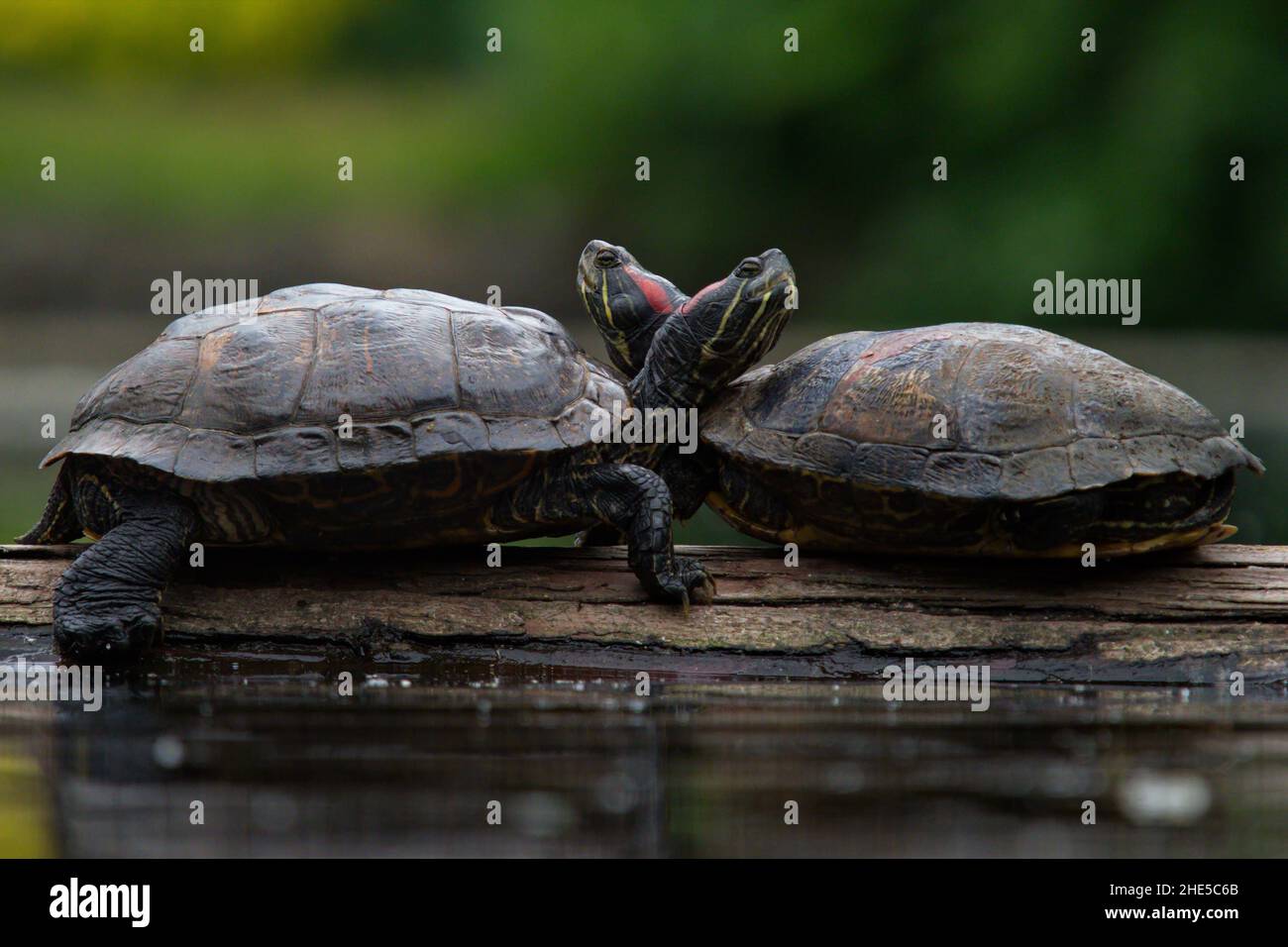 Un paio di due tartarughe slider dalle orecchie rosse che poggiano la testa l'una sull'altra mentre si siedono su un ceppo in un lago o in uno stagno. Foto Stock