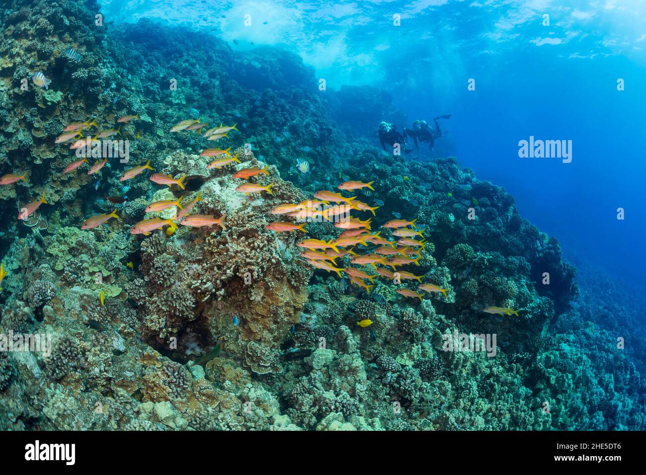 Subacquei (MR) e una scuola di pesce gatto pinna gialla, Mulloidichthys vanicolensis, raffigurato crociera su un giardino di corallo duro al largo dell'isola di Lanai, ha Foto Stock