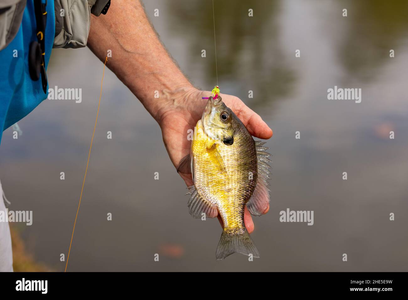 Mano del pescatore che tiene il pesce Foto Stock