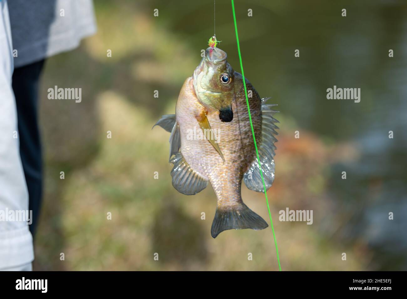 Pesce d'orata catturato su gancio e lenza da pesca Foto Stock