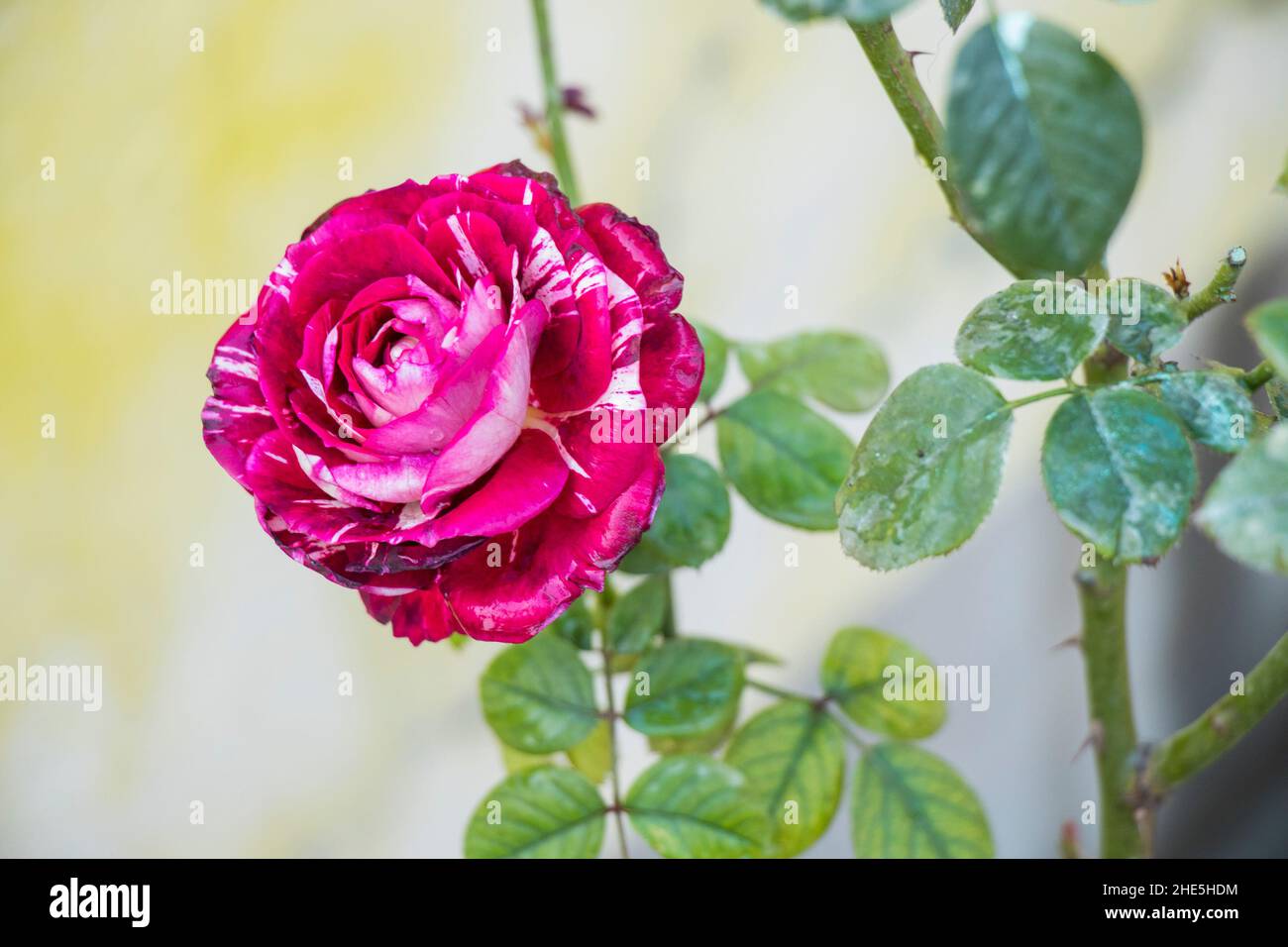 immagine del fiore di rosa abra abradata Foto Stock