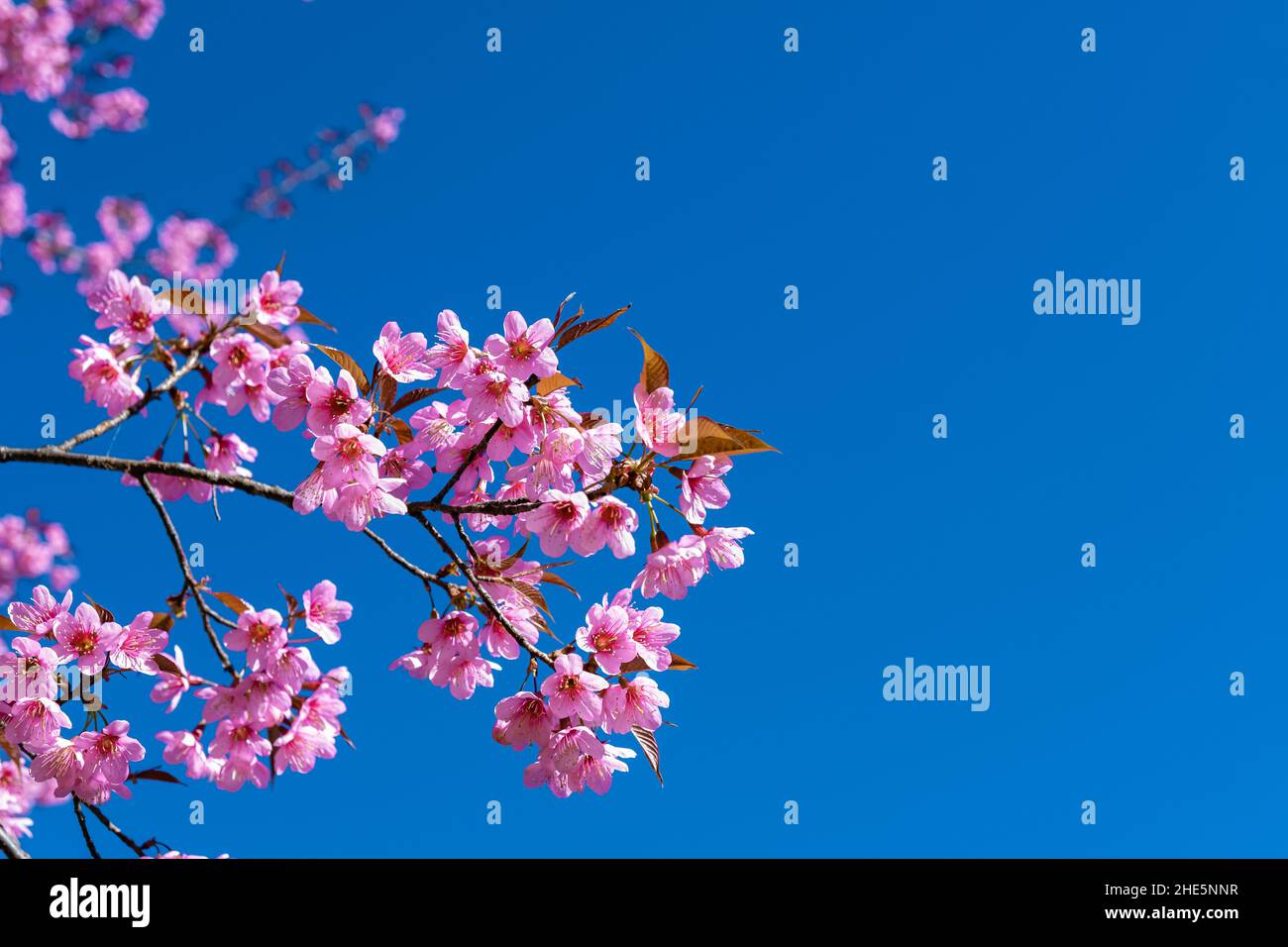 Fiore di ciliegi nel nord della Thailandia, il selvaggio Cherry Himalayan Sakura Thai in piena fioritura al Nursery Thai Orchid nella provincia di Chiang mai, posti fantastici per vedere fiore di ciliegi in Thailandia. Foto Stock