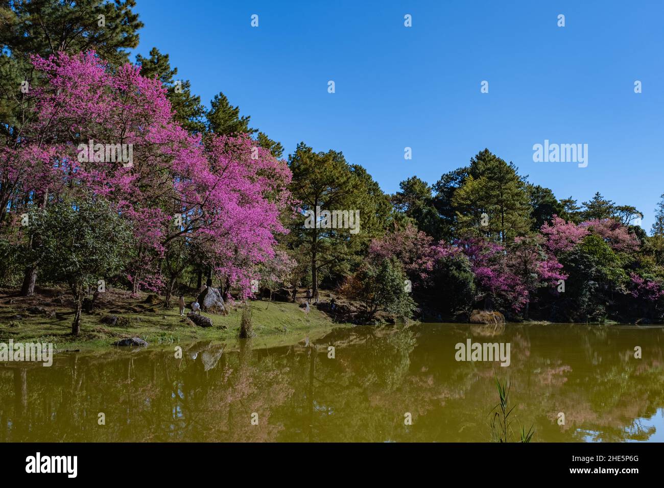 Fiore di ciliegi nel nord della Thailandia, il selvaggio Cherry Himalayan Sakura Thai in piena fioritura al Nursery Thai Orchid nella provincia di Chiang mai, posti fantastici per vedere fiore di ciliegi in Thailandia. Foto Stock