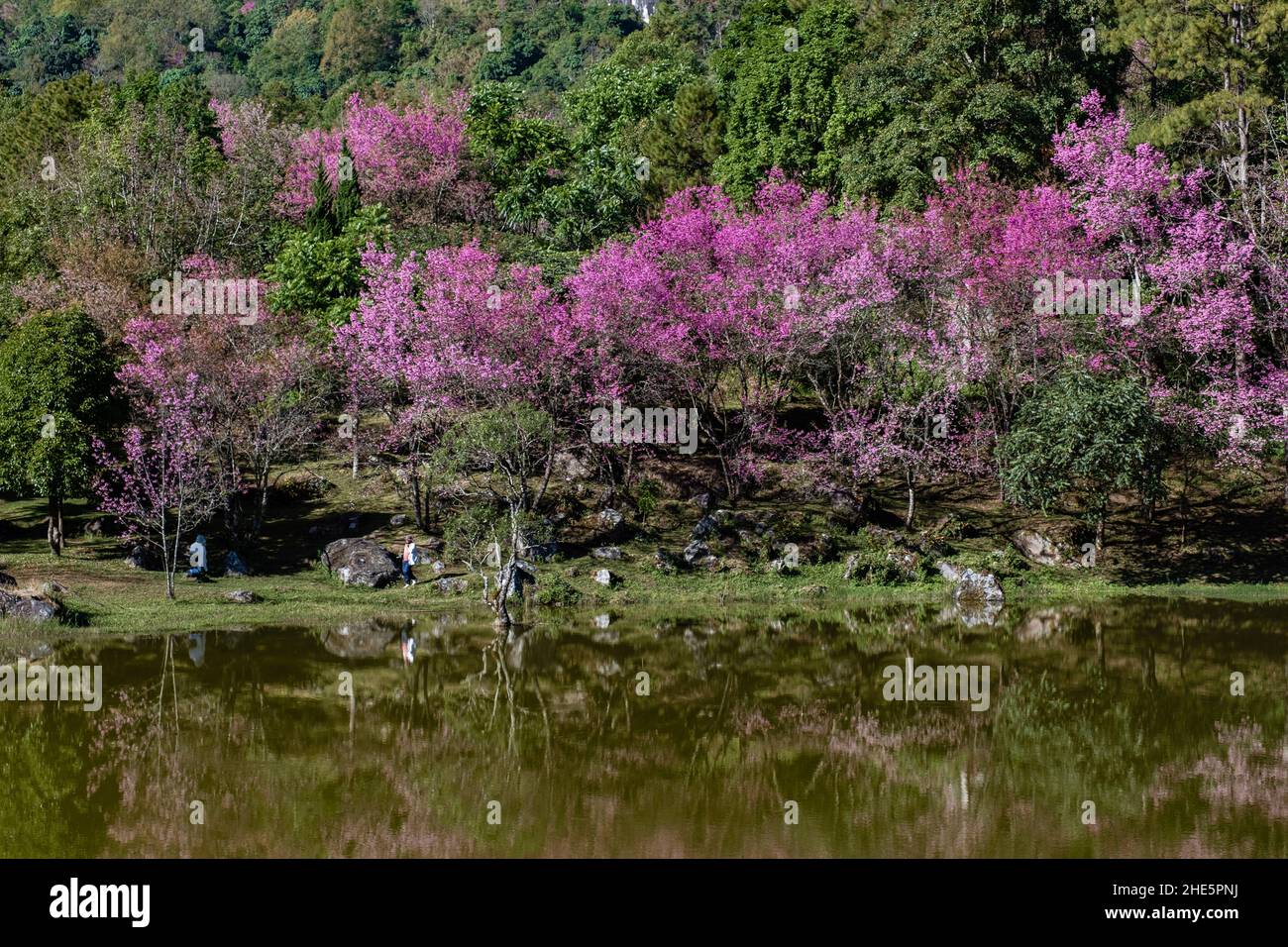 Fiore di ciliegi nel nord della Thailandia, il selvaggio Cherry Himalayan Sakura Thai in piena fioritura al Nursery Thai Orchid nella provincia di Chiang mai, posti fantastici per vedere fiore di ciliegi in Thailandia. Foto Stock
