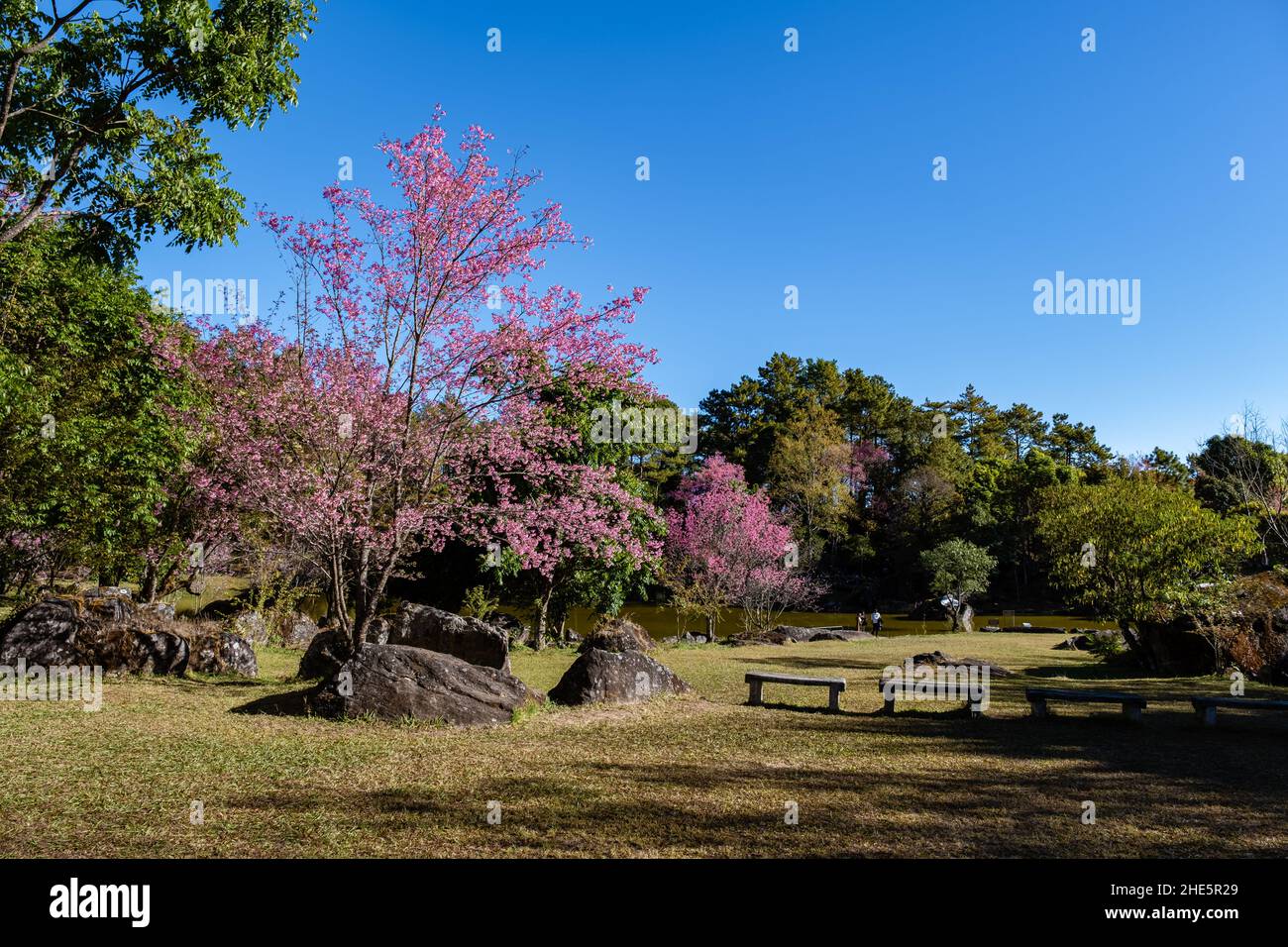 Fiore di ciliegi nel nord della Thailandia, il selvaggio Cherry Himalayan Sakura Thai in piena fioritura al Nursery Thai Orchid nella provincia di Chiang mai, posti fantastici per vedere fiore di ciliegi in Thailandia. Foto Stock