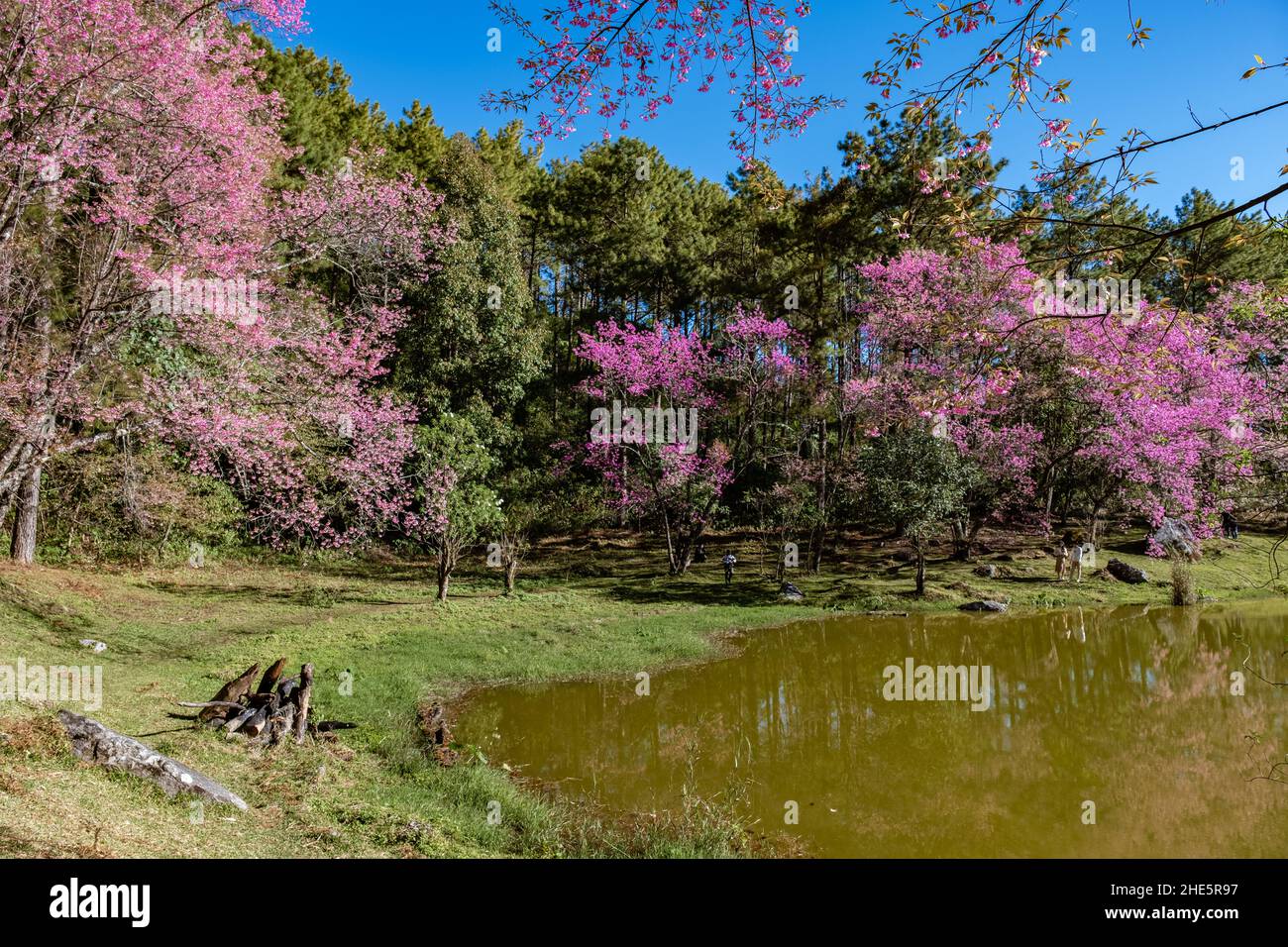 Fiore di ciliegi nel nord della Thailandia, il selvaggio Cherry Himalayan Sakura Thai in piena fioritura al Nursery Thai Orchid nella provincia di Chiang mai, posti fantastici per vedere fiore di ciliegi in Thailandia. Foto Stock