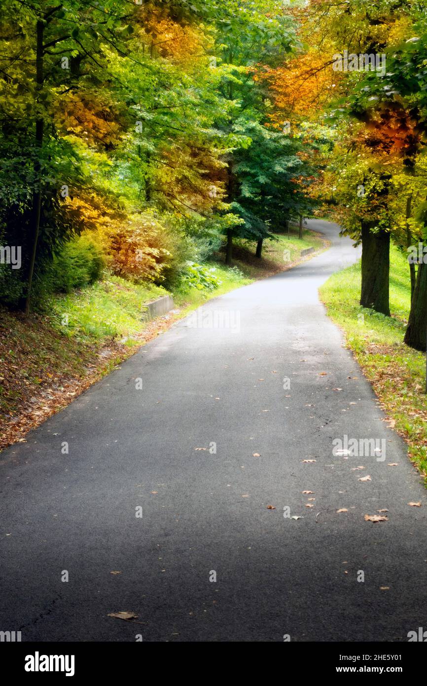 strada fiancheggiata da alberi in autunno Foto Stock