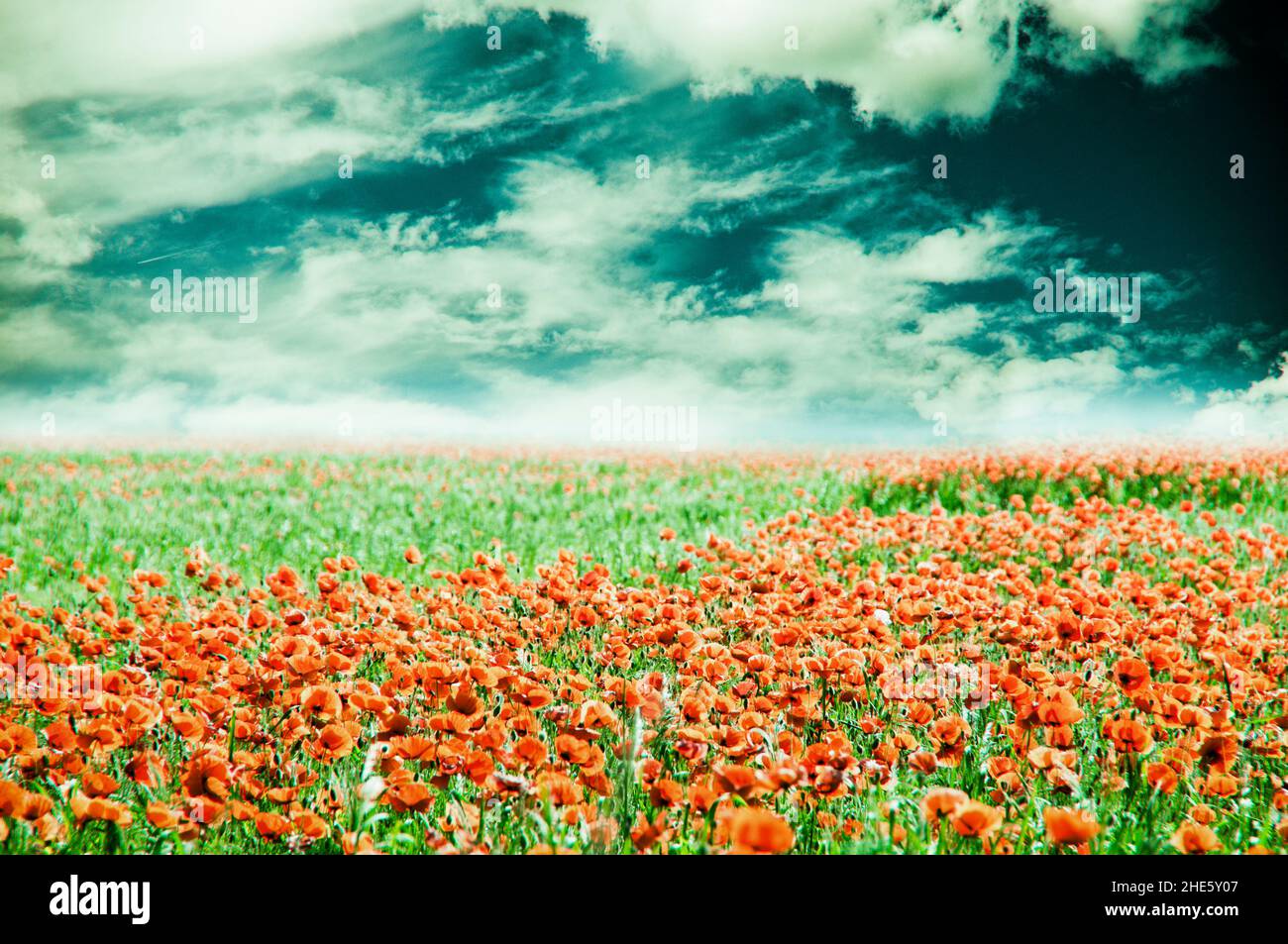 Campo di papaveri Foto Stock