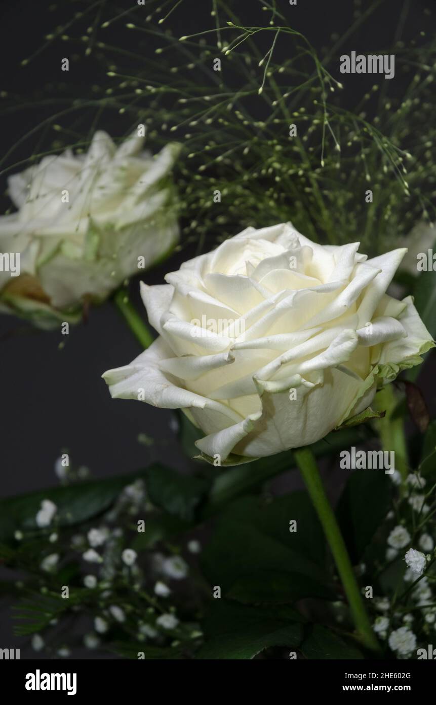 Bouquet decorativo di fiori o arrangiamento con rose bianche e altre piante su sfondo scuro Foto Stock