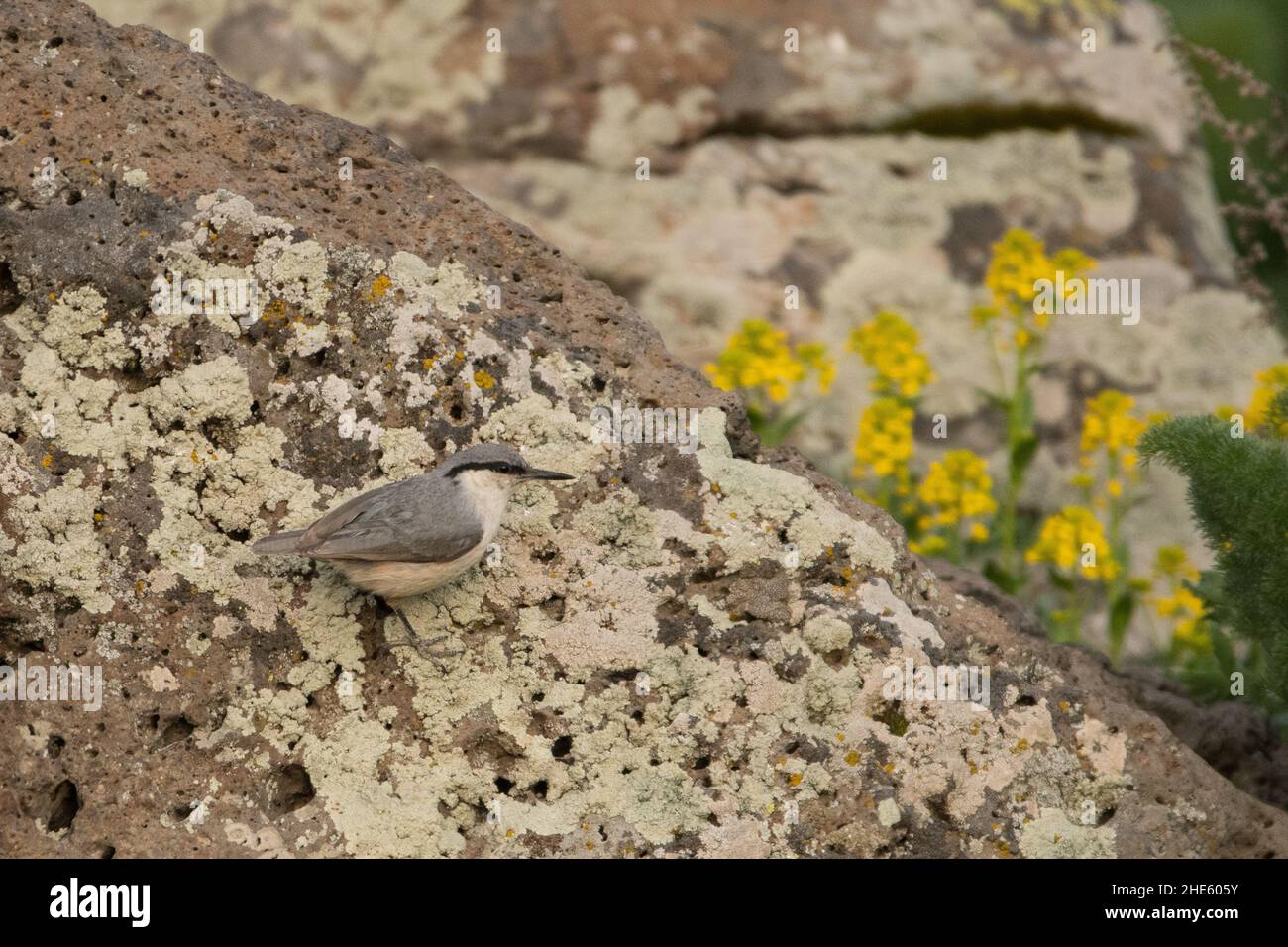 Splendida foto di uccelli. Nuthatch Western Rock (Sitta neumayer) Foto Stock