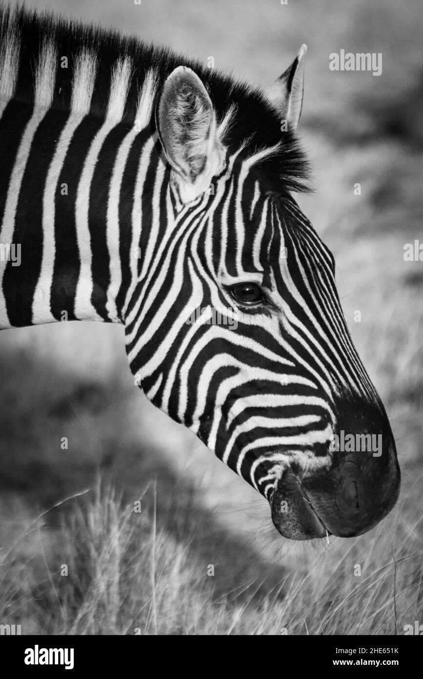 Scatto verticale di una zebra nella foresta in bianco e nero Foto Stock