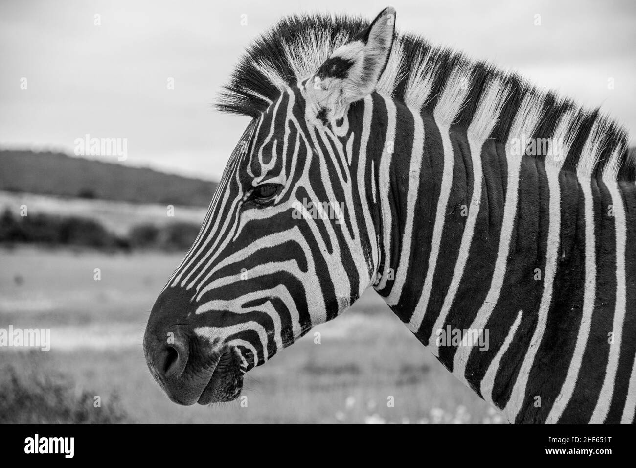Primo piano di una zebra nella foresta in bianco e nero Foto Stock