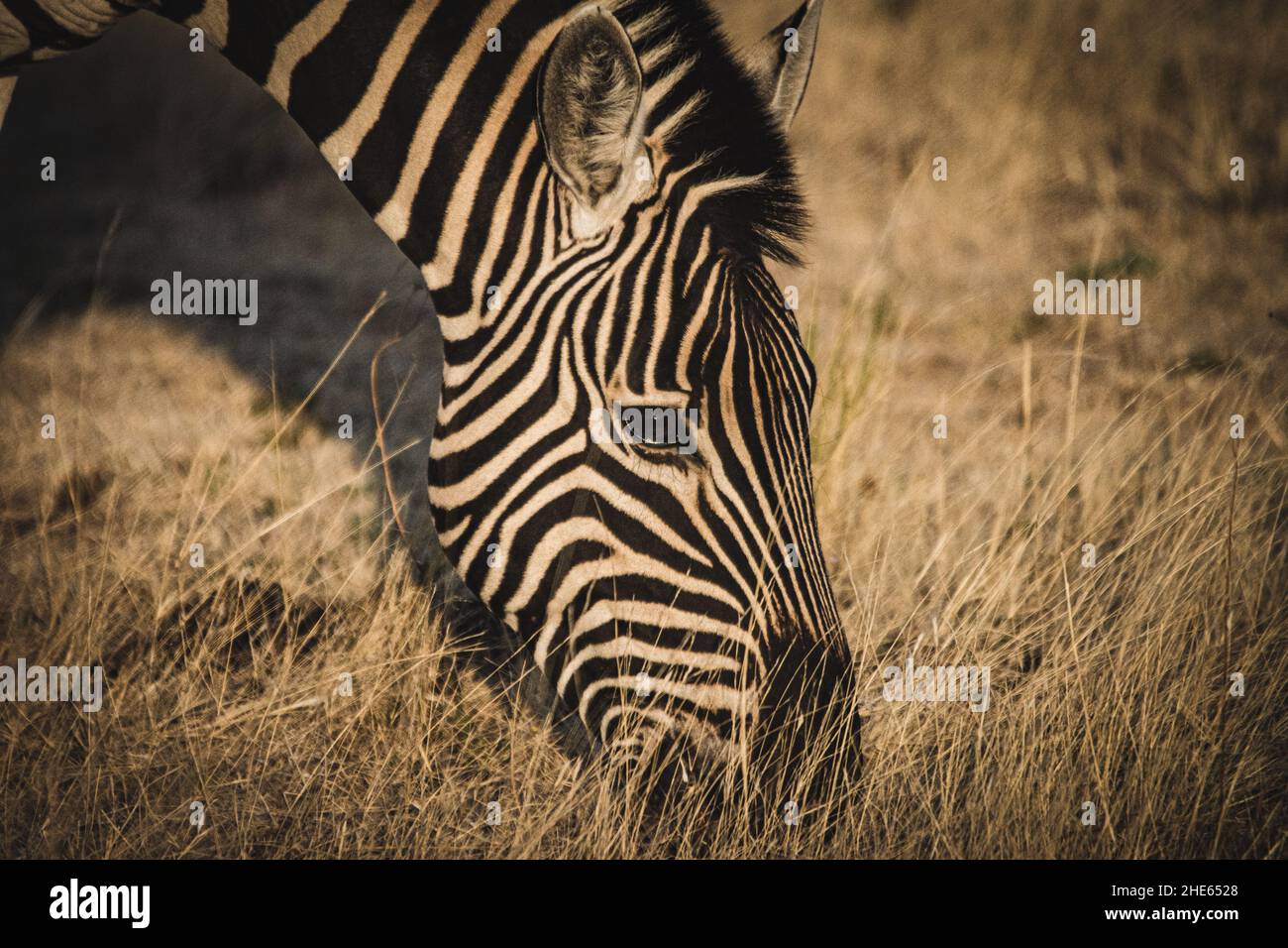 Primo piano di una zebra nella foresta in una giornata di sole Foto Stock