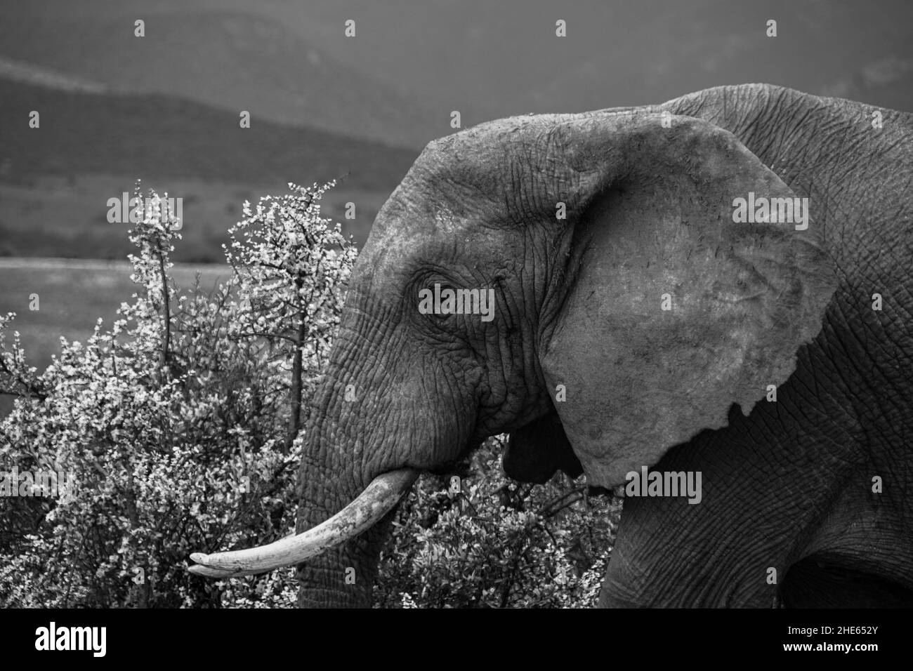 Primo piano di un grande elefante nella foresta in bianco e nero Foto Stock