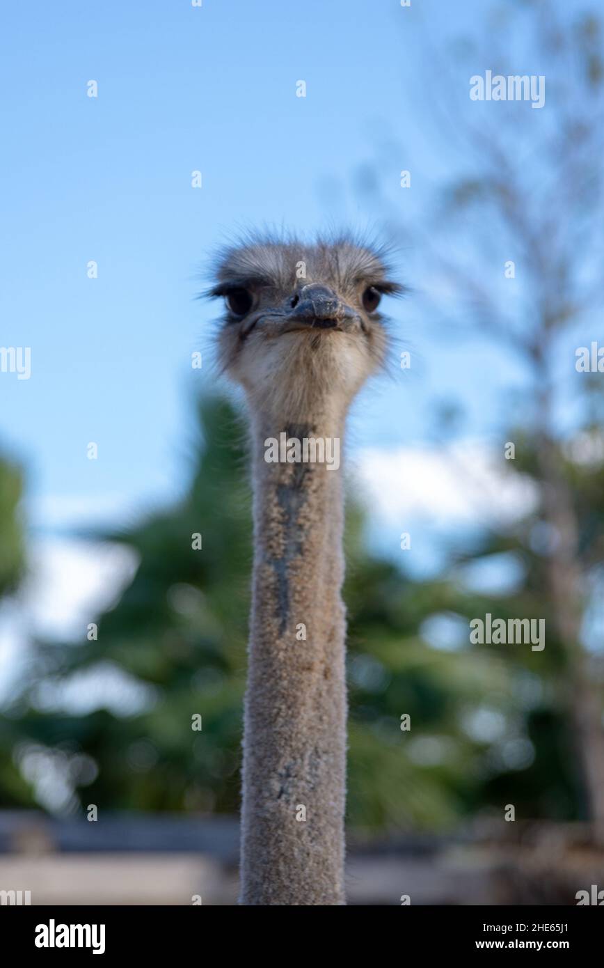 Scatto verticale di uno struzzo carino contro un cielo blu isolato su uno sfondo sfocato Foto Stock