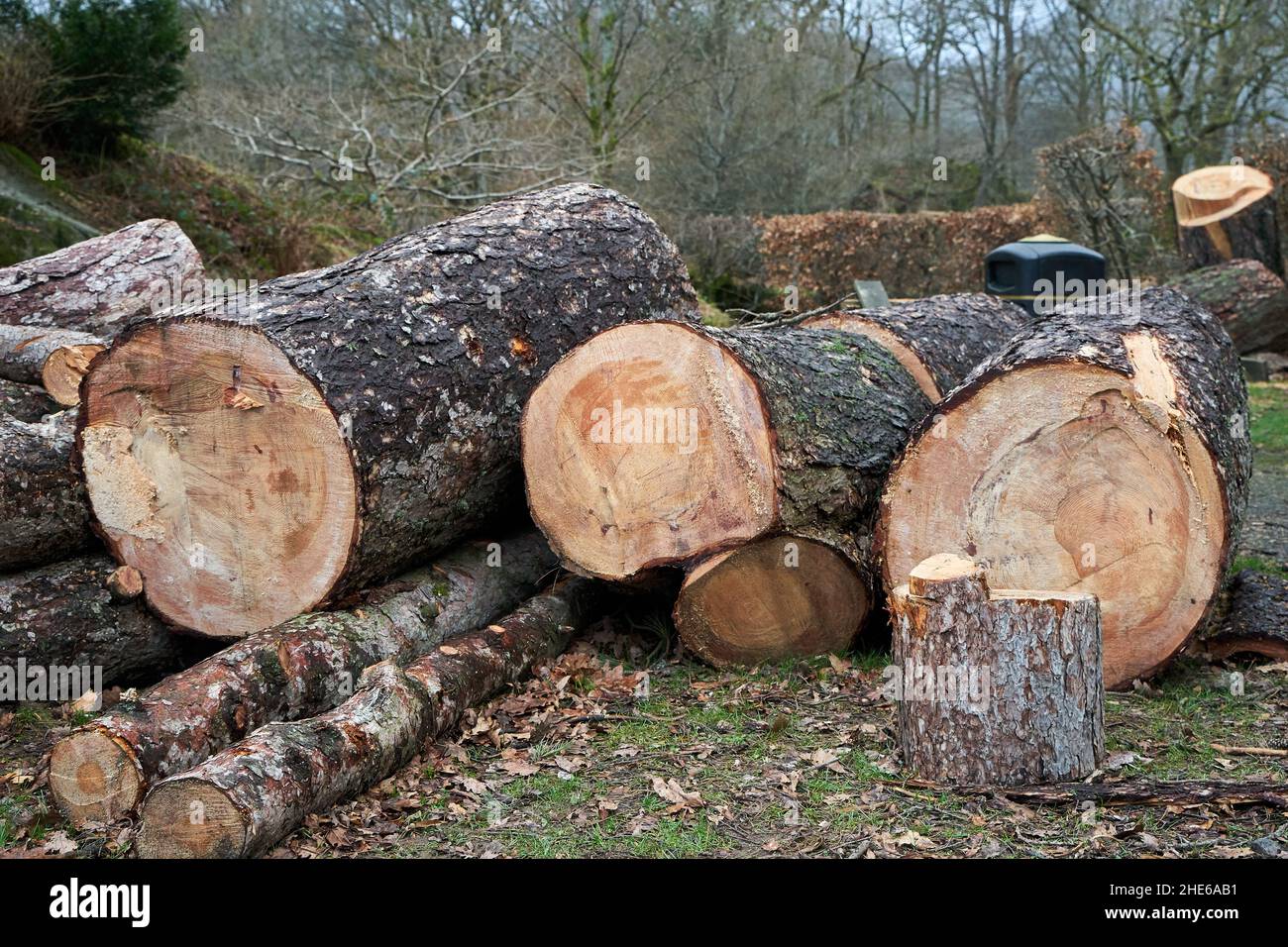 Legname di grandi dimensioni tronchi di legname che si stendono a terra da un albero soffiato giù da una tempesta in Cumbria, Regno Unito Foto Stock