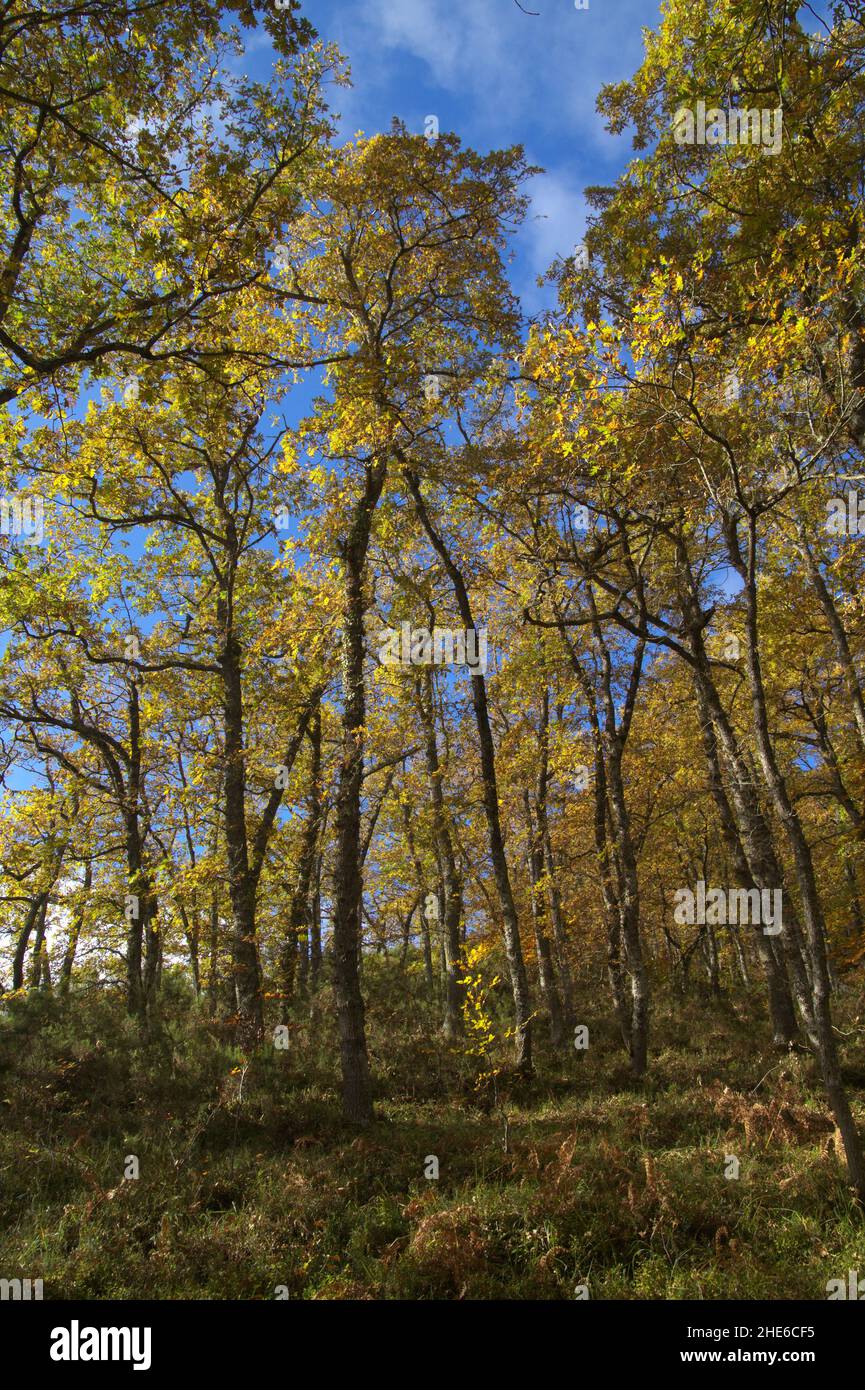Parte montuosa della Cantabria nel nord della Spagna, percorso escursionistico per Mirador de Santa Catalina o Mirador de Jozarcu punto di vista Foto Stock