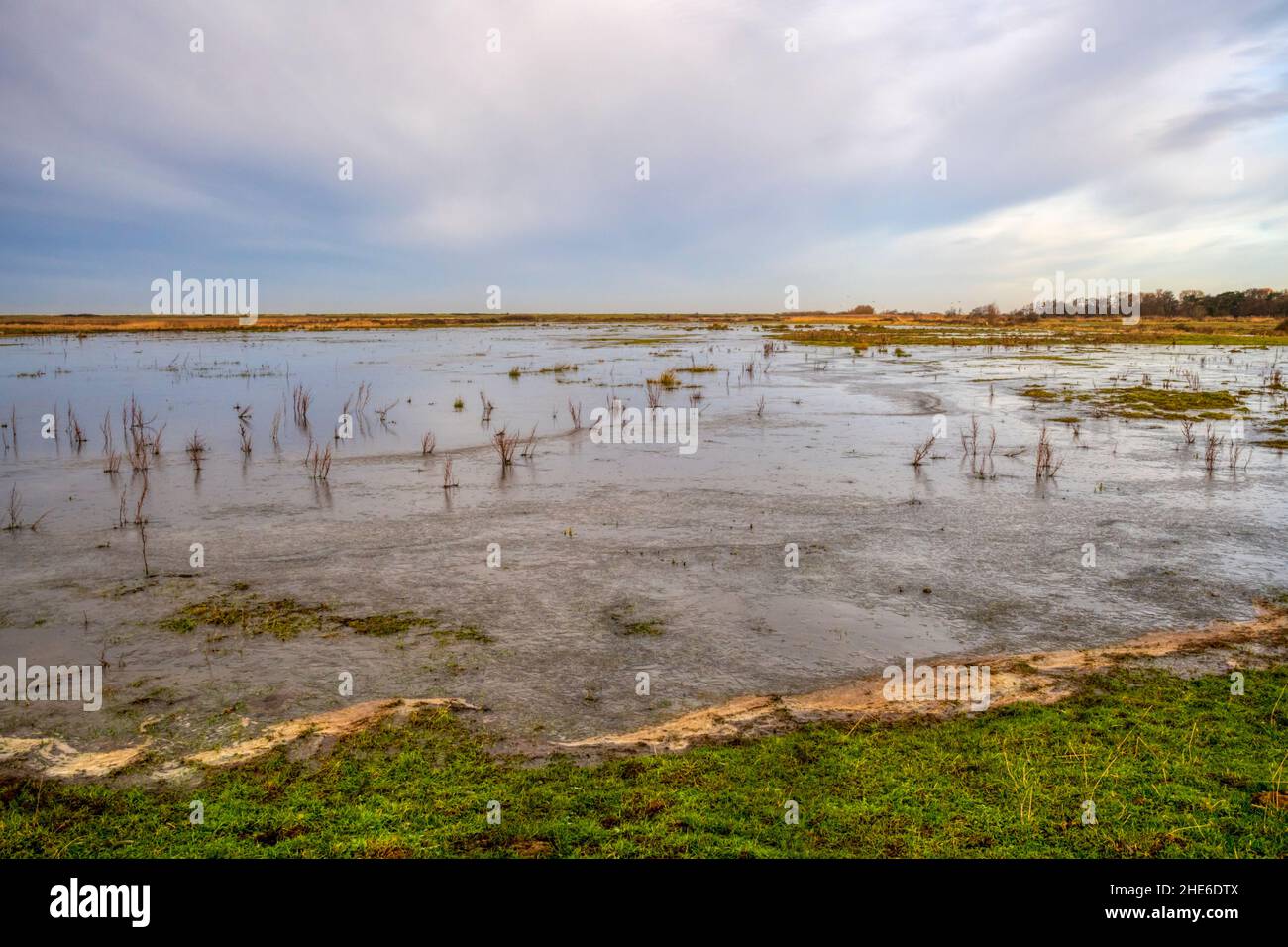 Paludi allagate di acqua dolce nella tenuta di Ken Hill sulla riva orientale del Wash, Norfolk durante l'inverno. Foto Stock
