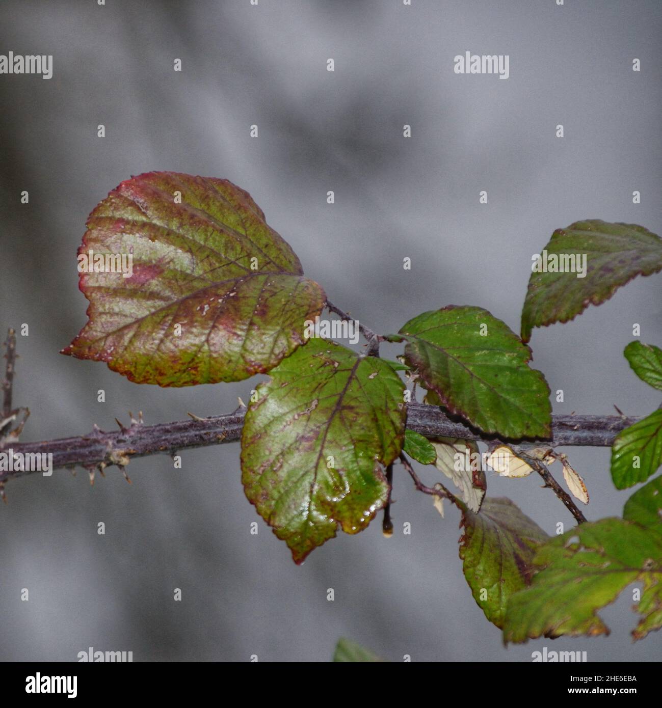 foglie di cespuglio su sfondo grigio invernale Foto Stock