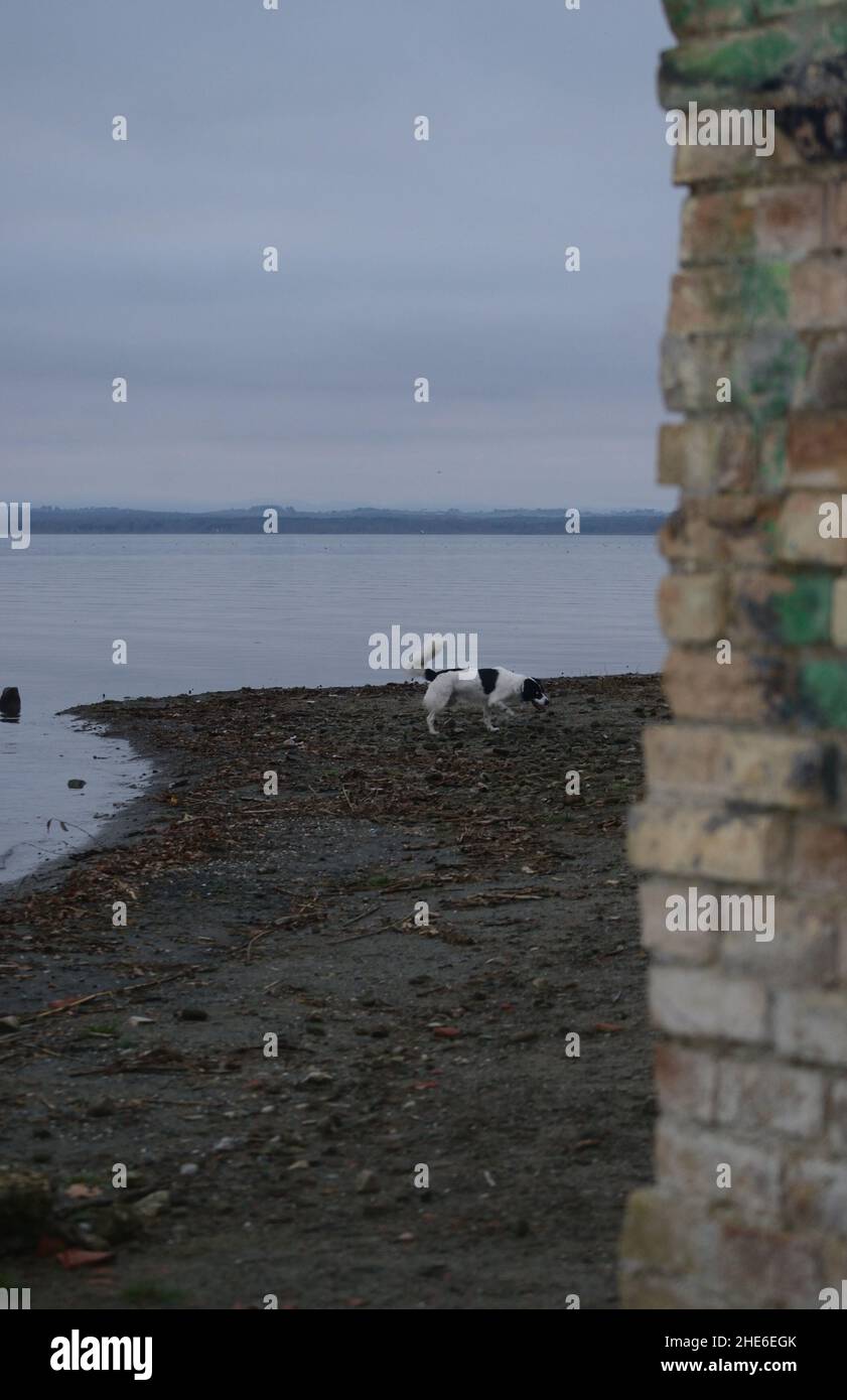 un cane sul lago in una fredda giornata invernale Foto Stock