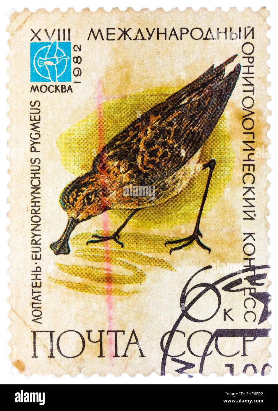 Francobollo stampato in URSS (Russia) mostra un uccello Eurynorhynchus pygmeus Foto Stock