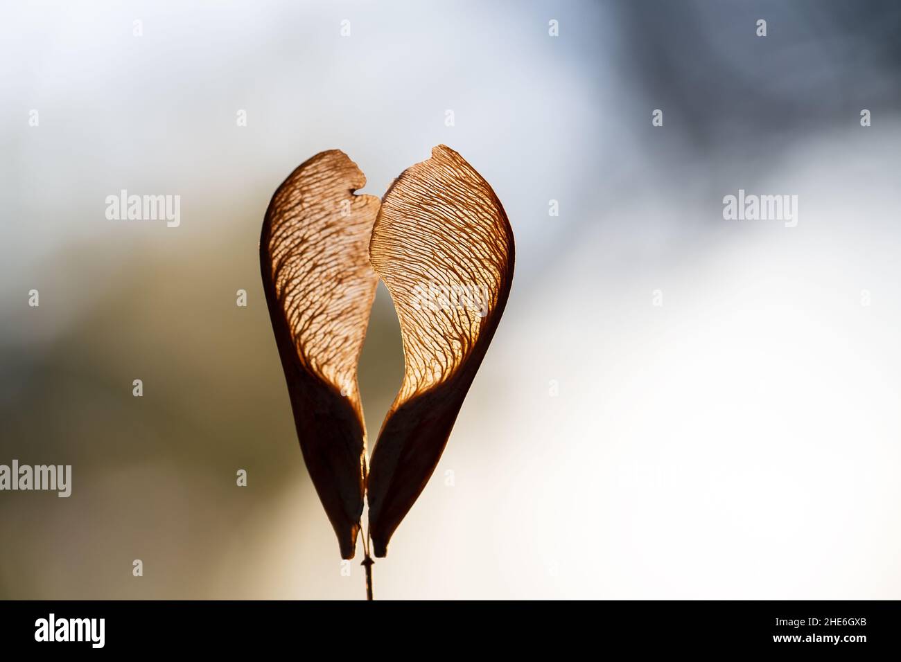 Primo piano di un paio di semi di acero secco su sfondo sfocato. Spazio di copia per il testo. Concetto di amore o autunno. Foto Stock