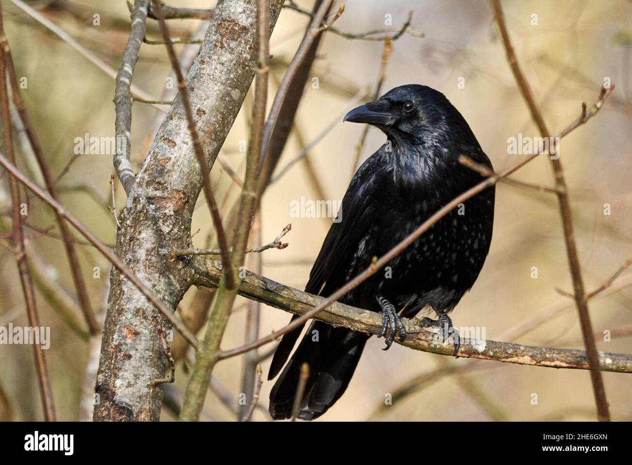 Corvo comune nero (Corvus corax) arroccato nell'albero Foto Stock
