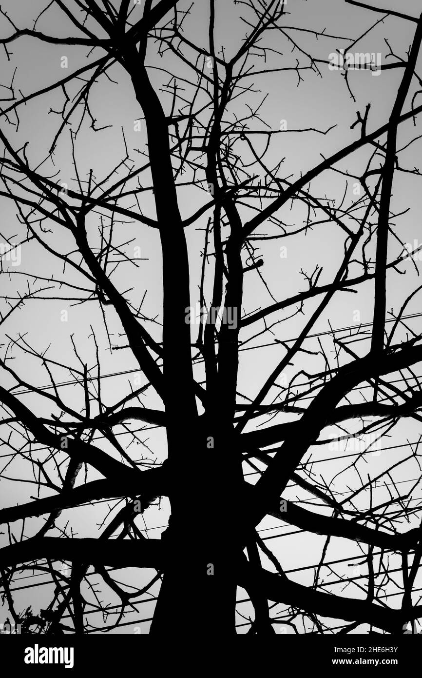 Silhouette di un albero senza foglie su una collina circondata da montagne. Foto Stock