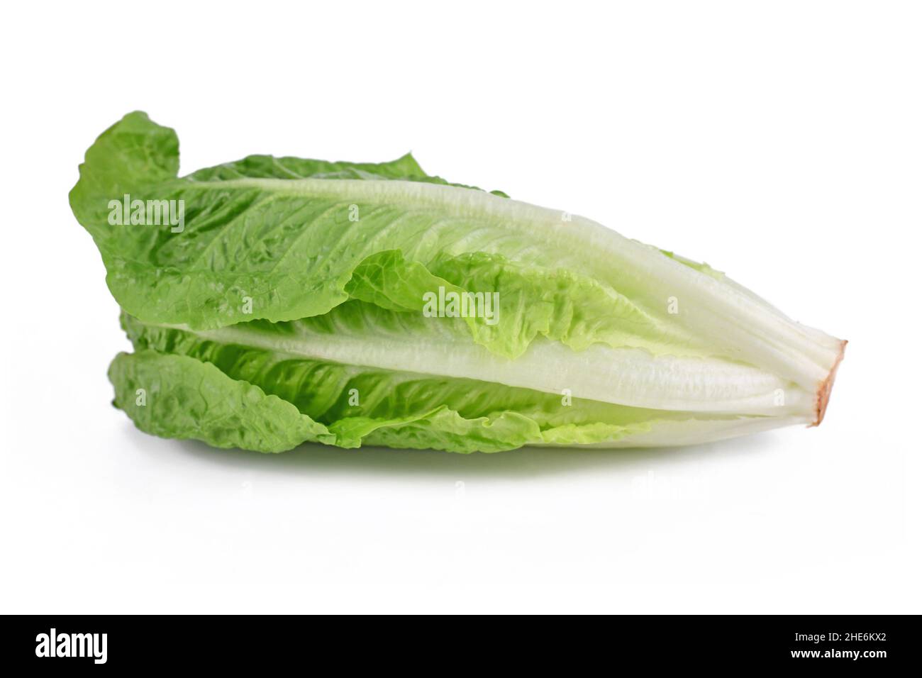 Verdure di lattuga romaine su sfondo bianco Foto Stock