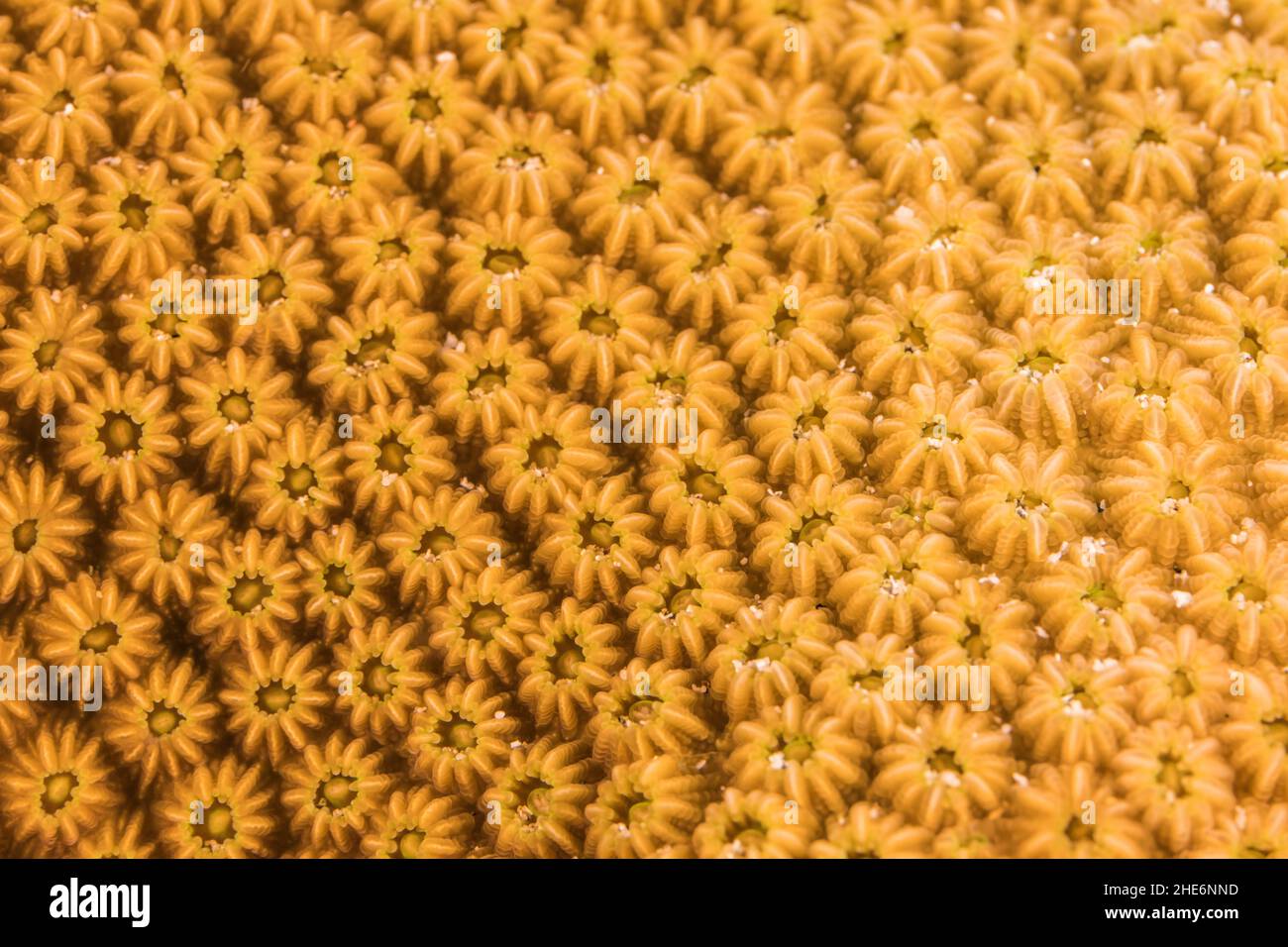 Primo piano, macro della morfologia dei coralli nella barriera corallina del Mar dei Caraibi, Curacao Foto Stock