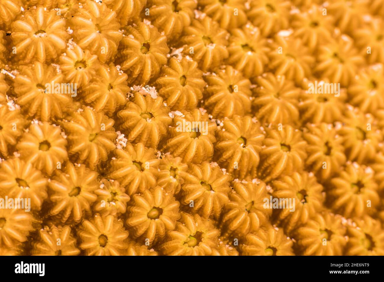 Primo piano, macro della morfologia dei coralli nella barriera corallina del Mar dei Caraibi, Curacao Foto Stock